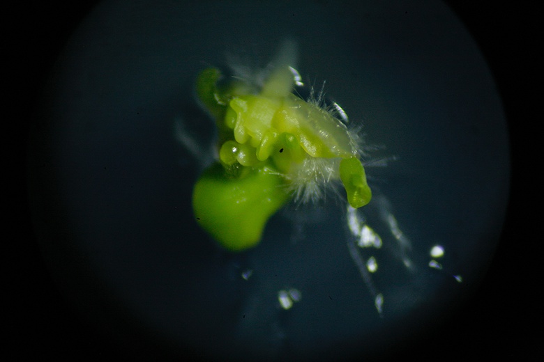 Špela Petric, Phytopolutans under microscope. Plantes vivantes en incubateur avec système de support de vie, unité d’extraction de stéroïdes, hormones, phéromones.  © Photo : Marie-Sarah Adenis
